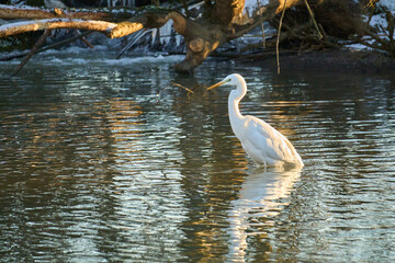 Silberreiher-Ardea alba
