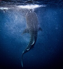 Whale shark @ Lombok, Indonesia