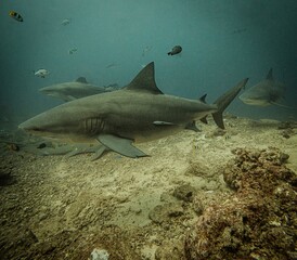 Bulls sharks @ Yasawa Islands, Fiji