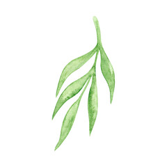 Green watercolor willow branch with leaves on a white background.