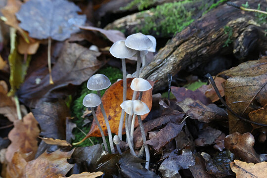 Mycena polygramma, commonly known as the grooved bonnet, wild mushroom from Finland