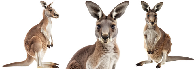 Red kangaroo collection, portrait, front and side view, isolated on a white background
