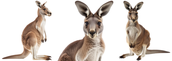 Red kangaroo collection, portrait, front and side view, isolated on a white background