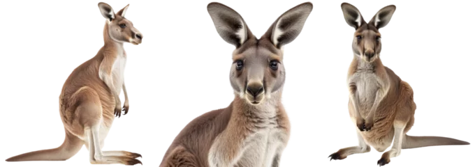 Foto op Plexiglas Red kangaroo collection, portrait, front and side view, isolated on a white background © Flowal93