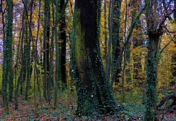 Trees with ivy leaves in green forest