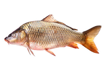 Fish carp isolated on white