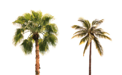 Fototapeta premium Coconut trees on a white background