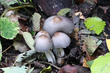 Humpback inkcap, Coprinopsis acuminata, also called Coprinus acuminatus, wild mushroom from Finland