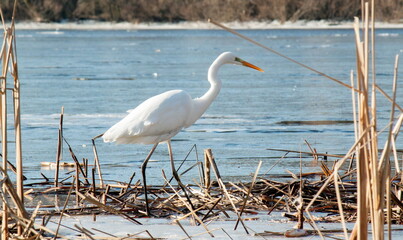 great white heron