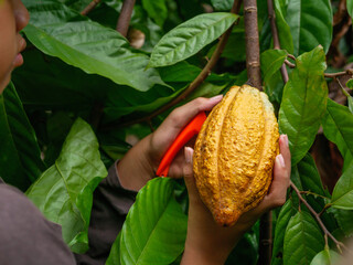 Close-up hands of a cacao farmer use pruning shears to cut the cacao pods or fruit ripe yellow cacao from the cacao tree. Harvest the agricultural cocoa business produces.