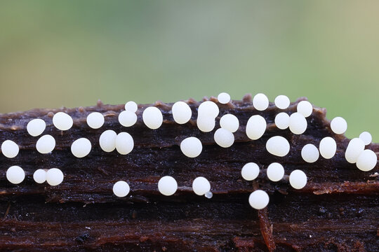 Physarum leucophaeum, slime mold from Finland, no common English name
