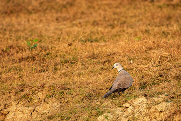 Close up view of the collard dove bird resting on ground..