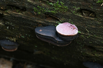 Rose bracket, Fomitopsis rosea, also called Polyporus roseus, wild polypore from Finland