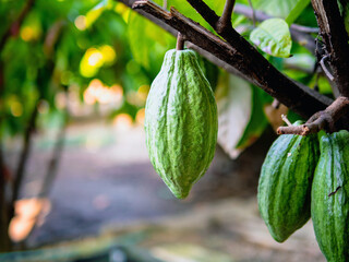 Unripe Cocoa pods grow on trees. The cocoa tree ( Theobroma cacao ) with fruits, Green cocoa raw cacao tree plant fruit plantation