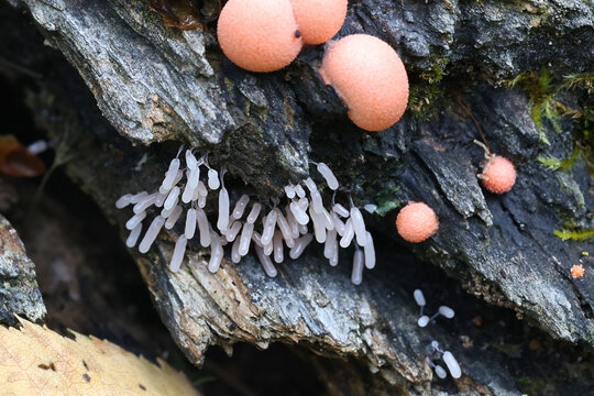 Stemonitopsis typhina, also called Comatricha typhoides, a slime mold of the order Stemonitida, immature specimen from Finland