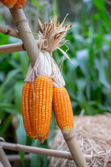 Corn is the most widely grown food crop in the Americas. Corn has become a staple food in many...