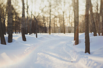 The path through the snowy forest leads to a bright future full of hope and new beginnings.