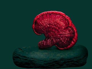 Ganoderma lucidum,Lingzhi mushroom 