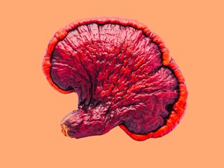 Ganoderma lucidum,Lingzhi mushroom,medicinal herbs 