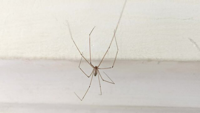 A macro view of a long-legged spider perched in the corner of the ceiling and moving gracefully