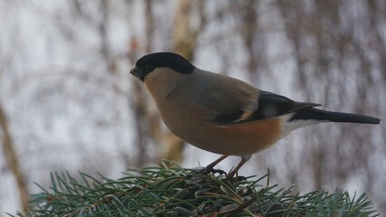 A female bullfinch on a blue spruce branch..