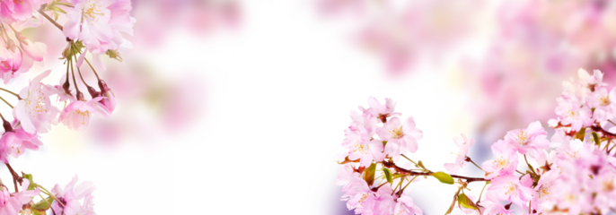 Fresh bright pink cherry blossom flowers on a tree branch in spring, sakura springtime season, isolated against a transparent background.