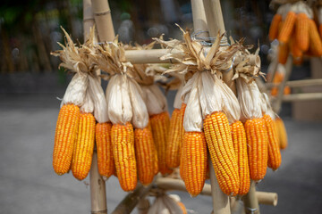 Corn is the most widely grown food crop in the Americas. Corn has become a staple food in many...