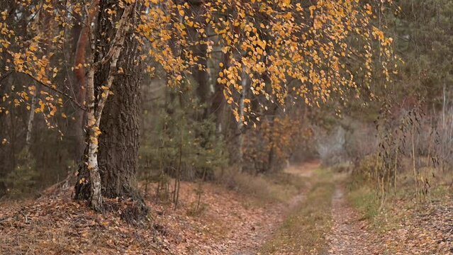 Slow motion video of birch tree in autumn forest near dirt road. Fall in the countryside, beautiful autumn weather