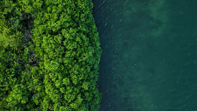 Mangrove forest up against open ocean mudflats, drone rising