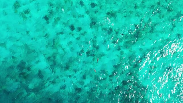 Yellowfin tuna, frigate birds and brown boobies working together chasing smaller fish bait ball