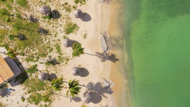 Aerial ascend from coconut palm tree swaying to reveal tropical paradise