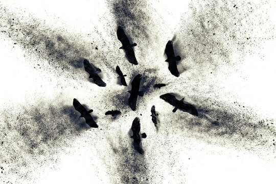 Flying birds of prey. Abstract art nature. Dispersion, splatter effect. White background.