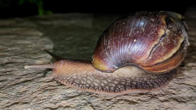 Closeup of a large snail with a big shell or a giant African snail crawling at night
