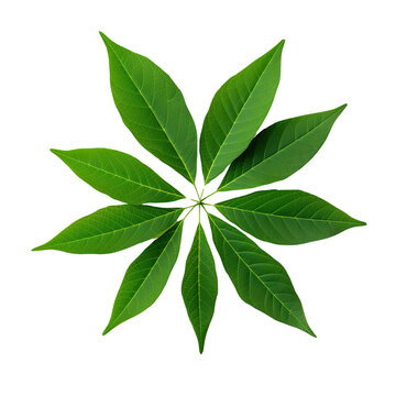 Cheery leaves on transparent background