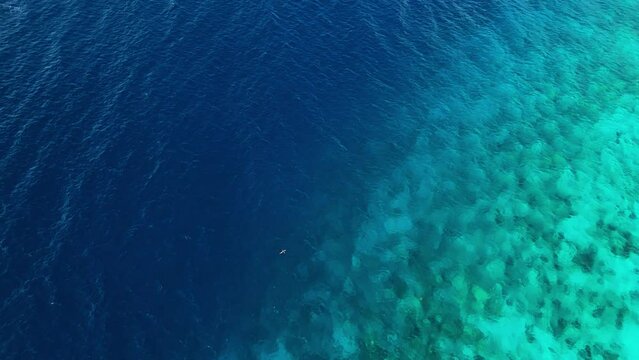 Frigate bird and brown booby soar on coral reef drop off zone in the heavenly water