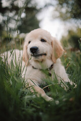 A golden retriever puppy plays with a stick in the summer on the green grass in the park. Active recreation, playing with dogs. A family dog. Shelters and pet stores