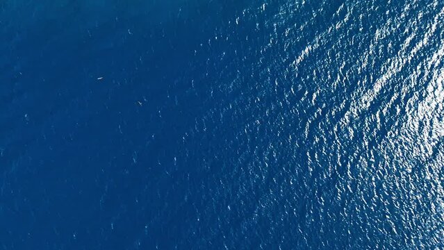 Brown booby and frigate birds soar in sky with fish hunting swimming fast in sandy waters, aerial top down