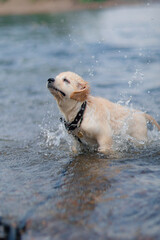 A funny golden retriever puppy swims in the water in summer. Active recreation, playing with dogs. A family dog. Shelters and pet stores