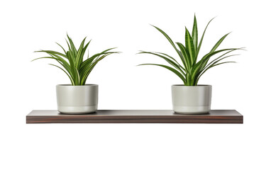 wall shelves with potted spider plant on a White or Clear Surface PNG Transparent Background