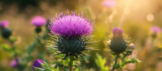 Gorgeous purple thistle flower in the country.