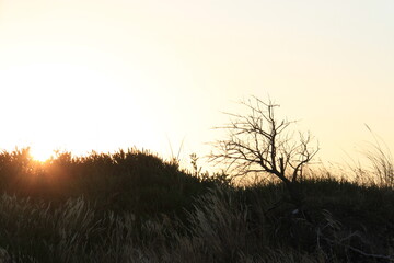the sun sets behind the silhouette of grasses and bushes