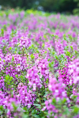  originates from France and is one of the most loved flowers worldwide.Lavender has become a symbol of serenity, sophistication and romance
