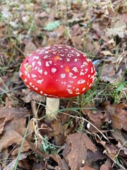 Toadstool