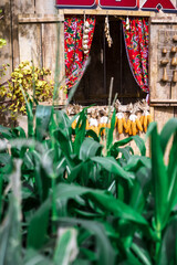 Corn is the most widely grown food crop in the Americas. Corn has become a staple food in many...