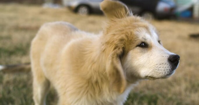 Closeup of dog head shake in slow motion, puppy golden dog, outdoor, day