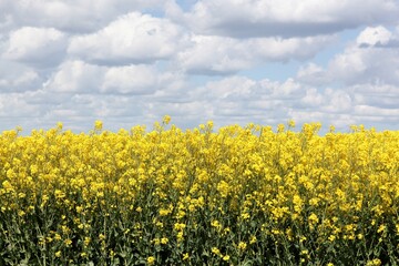 Obraz premium Yellow rapeseed field in Denmark 