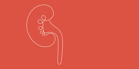 One line continuous kidney. Line art health banner concept. Hand drawn, outline vector illustration