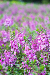 Obraz premium Lavandula angustifolia in a sad space, sad afternoon like purple leaf petals with orchids, purple flowers, beautiful flower petals with purple sunlight.