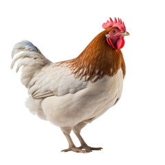 Fototapeta premium Chicken on transparent background
