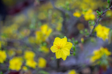 bright yellow ochna integerrima flower,yellow hoa mai or ochna integerrima get bloom in the morning,Single Ochna integerrima blossom